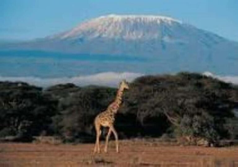 Mount Kilimanjaro National Park Day Trip - Frequently Asked Questions