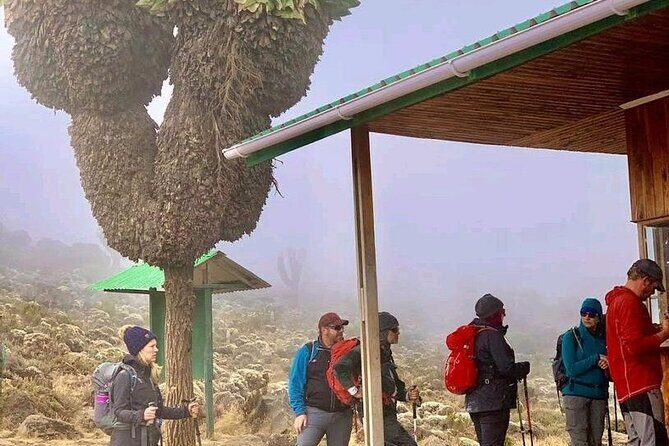Mountain Kilimanjaro Climbing 7 Days Machame Route - An In-Depth Look at the Machame Route Itinerary