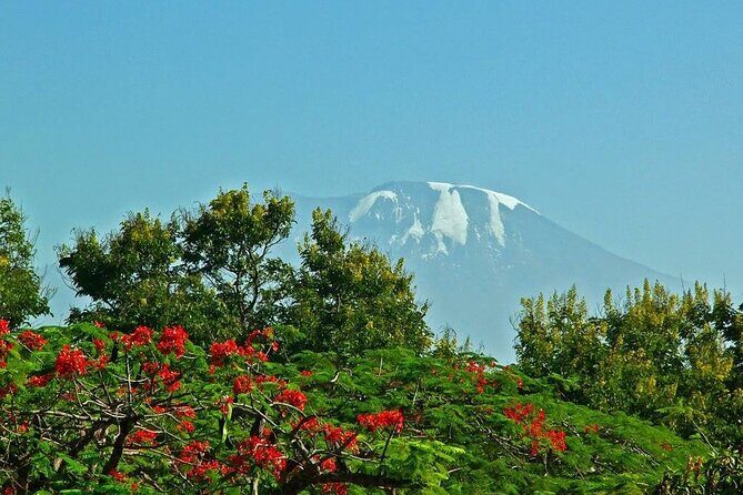 Mountain Kilimanjaro Climbing 8 Days Lemosho Route - Why This Tour Stands Out
