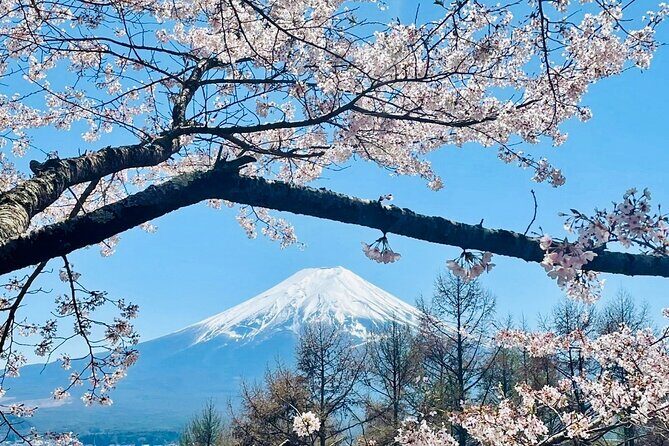 Mt. Fuji, Cherry Blossom & Shiba Sakura Pvt. Day Tour - Final Thoughts