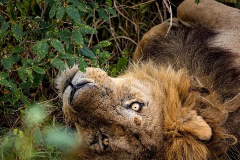 Mt. Kenya to Maasai Mara: An 8-Day Safari Adventure - Lake Naivasha: Relaxing and Birdwatching