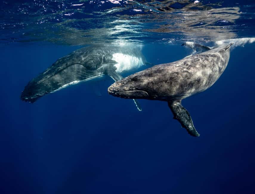 Mtwara: 3-Day Humpback Whale Migration Safari - An In-Depth Look at the Mtwara Whale Safari
