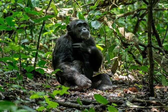 Multi Day Private Gorillas and Chimpanzee Trekking Tour in Uganda - Value and Practicality: What You Get for the Price