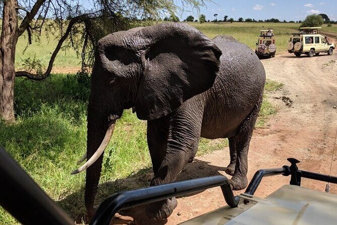 Multi-Day Tanzania Odssey Safari from Arusha - Who Is This Safari Best For?