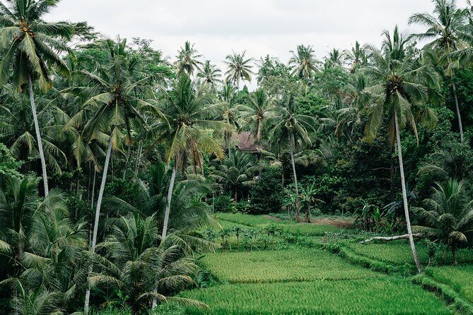 Munduk: Tamblingan jungle trek, waterfall, Ulun Danu temple - Who Will Love This Tour?