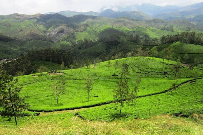 Munnar Tea Trail Tour , Tea factory visit & Tea Tasting - The Scenic & Cultural Highlights