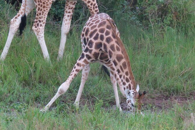 Murchison Falls 2 Days Game Safari (4 people Minimum required) - Why Travelers Love This Tour