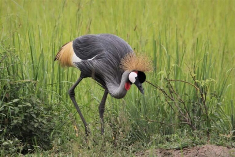 Murchison Falls Wildlife Safari 3 Days (Comfort Plus) - The Itinerary in Detail