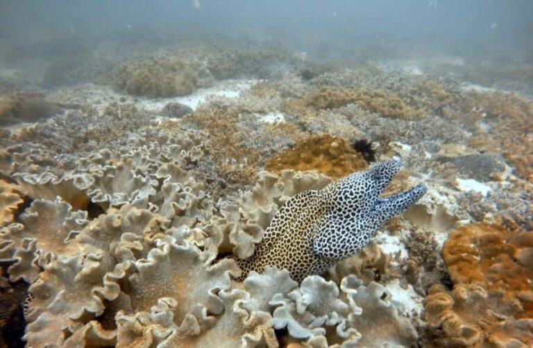 Muscat: Daymaniat Islands Boat Trip with Snorkelling - Who Is This Trip Best For?
