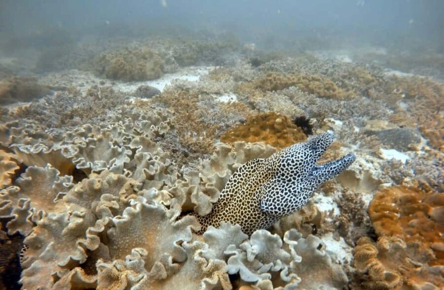 Muscat: Daymaniat Islands Boat Trip with Snorkelling - Who Is This Trip Best For?