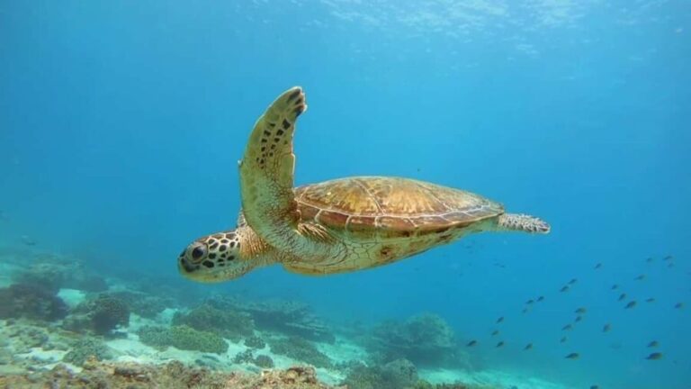 Muscat: Daymaniyat Islands Snorkeling Trip with Lunch - Key Points