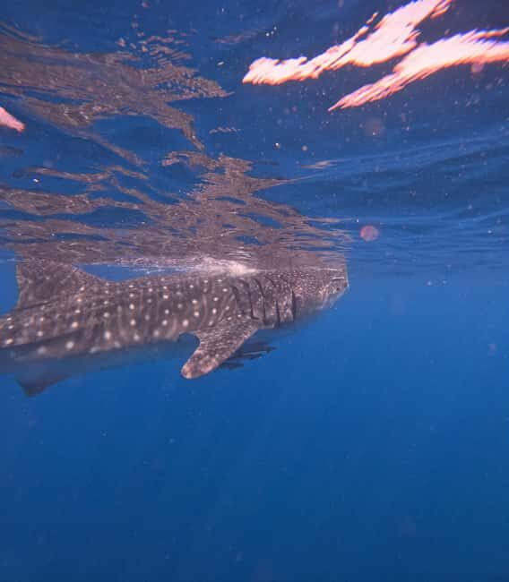 Muscat: Dolphin Watch & Snorkeling - FAQs