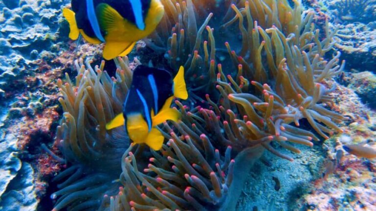 Muscat: Dolphin Watching and Snorkeling Tour - The Value Proposition
