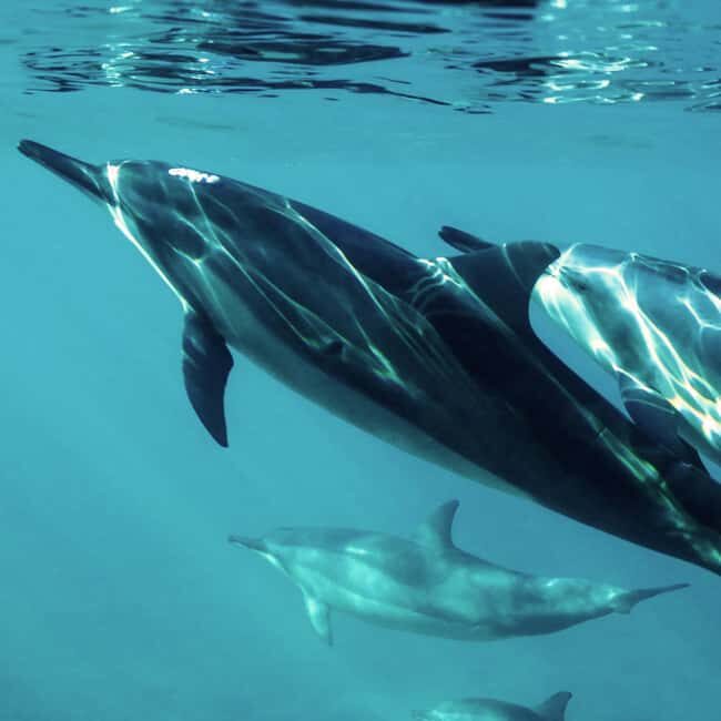 Muscat: Dolphin Watching Boat Tour - Practical Tips for Travelers