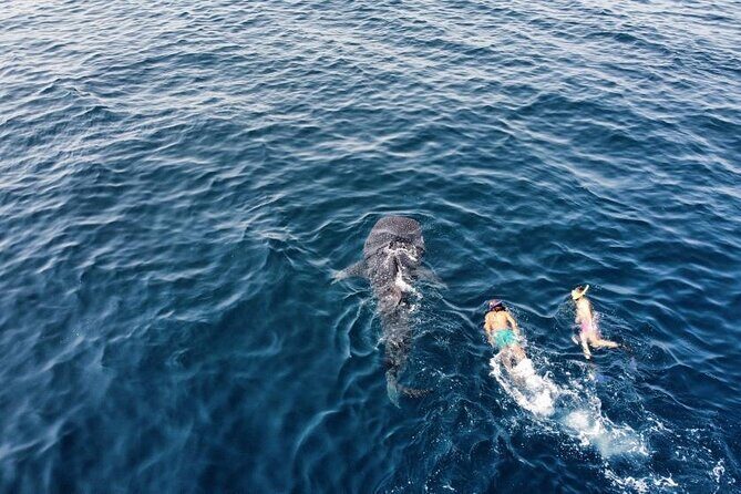 Muscat Snorkeling Trip to Daymaniyat Islands with BBQ lunch - Value and Who Will Love This Tour