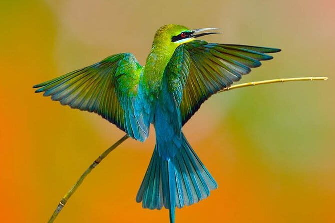 Muthurajawela Bird Watching Tour From Colombo & Negombo - Exploring Muthurajawela: A Detailed Breakdown