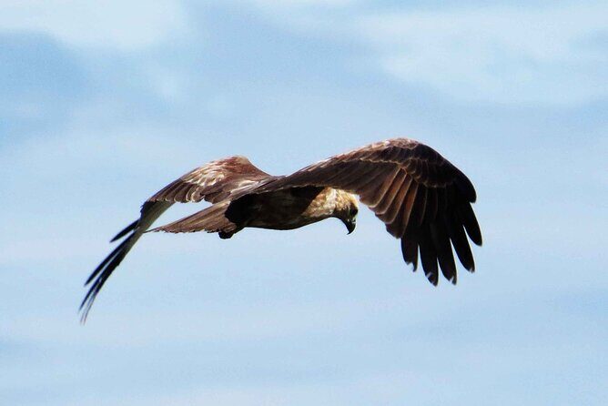 Muthurajawela Bird Watching Tour from Negombo / Colombo - Exploring the Muthurajawela Wetlands: What to Expect