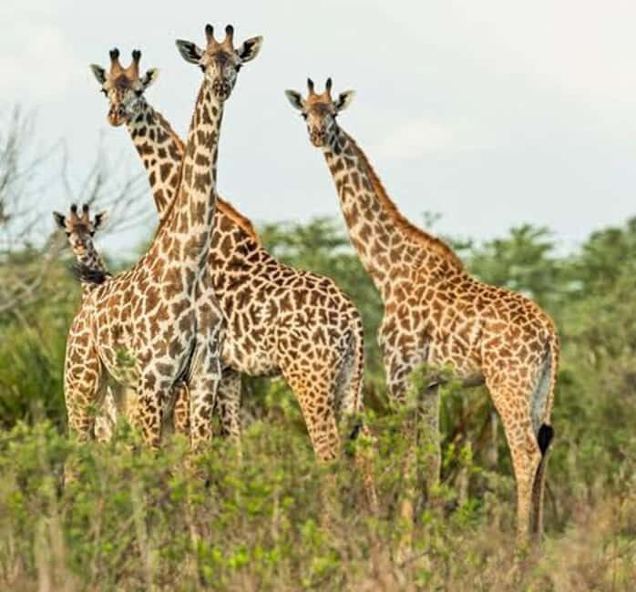 Mwanza: Serengeti National Park Day Trip with Lunch - Whats Included and What to Expect
