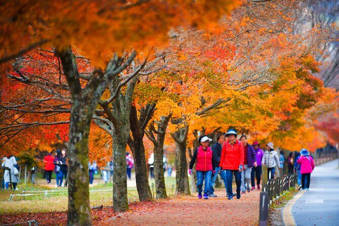 Naejangsan National Park Autumn Foliage One Day Tour from Busan - Who Should Consider This Tour?