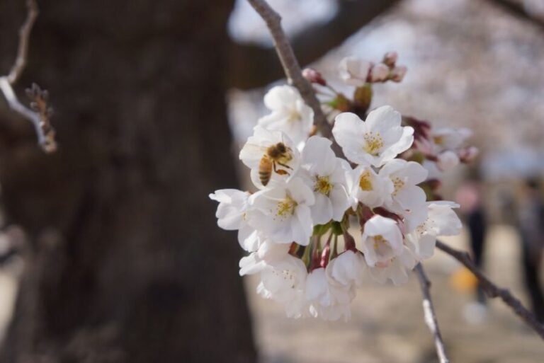 Nagano: 1-Day Snow Monkey & Cherry Blossom Tour in Spring - An In-Depth Look at the Tour Experience