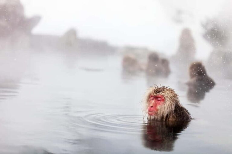Nagano Private: Snow Monkeys & Obuse Hokusai, Sake, Miso - A Detailed Look at the Itinerary