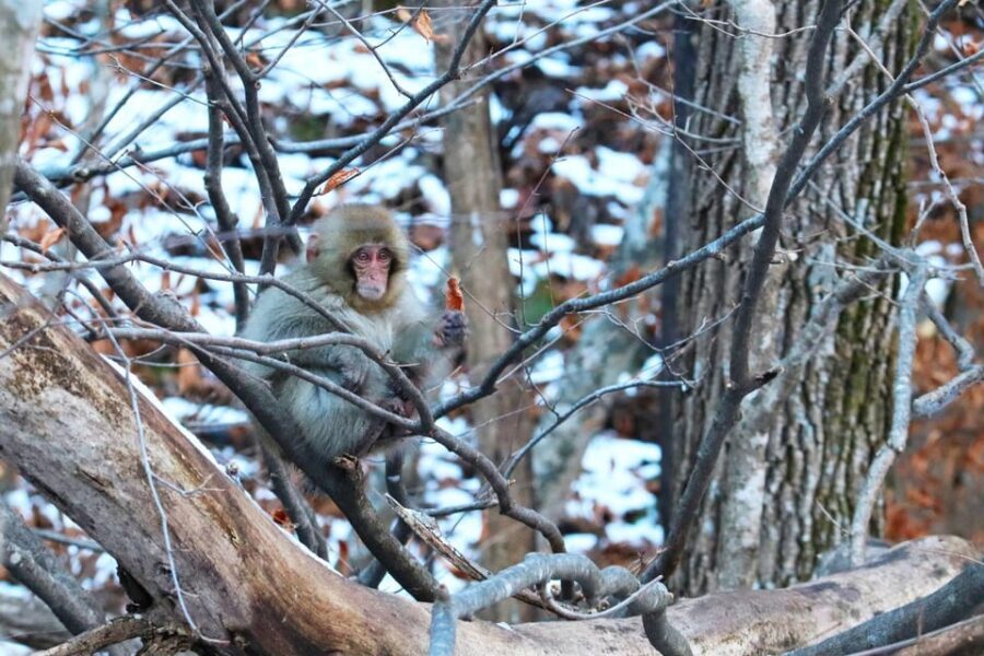 Nagano: Snow Monkeys, Zenkoji Temple & Sake Day Trip - What You Gain from This Tour