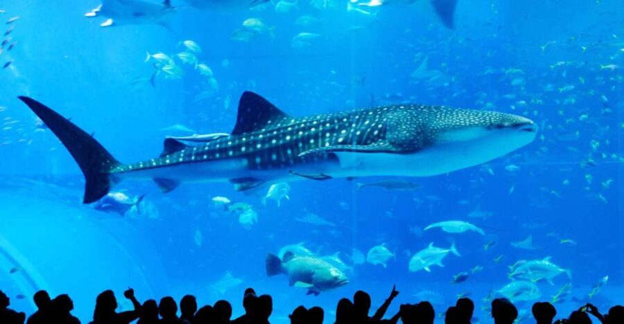 Naha: North Okinawa Sightseeing Tour & Churaumi Aquarium - The Itinerary: A Closer Look at What’s Included