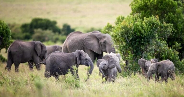 Nairobi: 3-Day All-Inclusive Samburu National Park Safari - Detailed Review of the Safari Experience