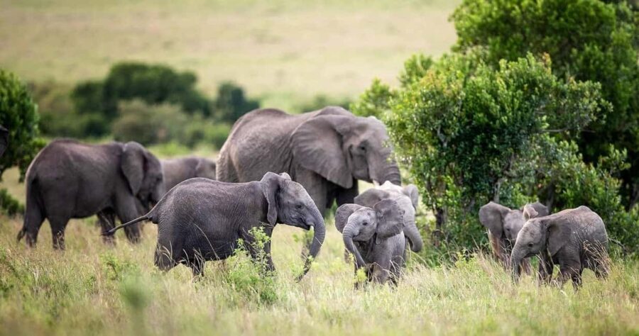 Nairobi: 3-Day All-Inclusive Samburu National Park Safari - Detailed Review of the Safari Experience