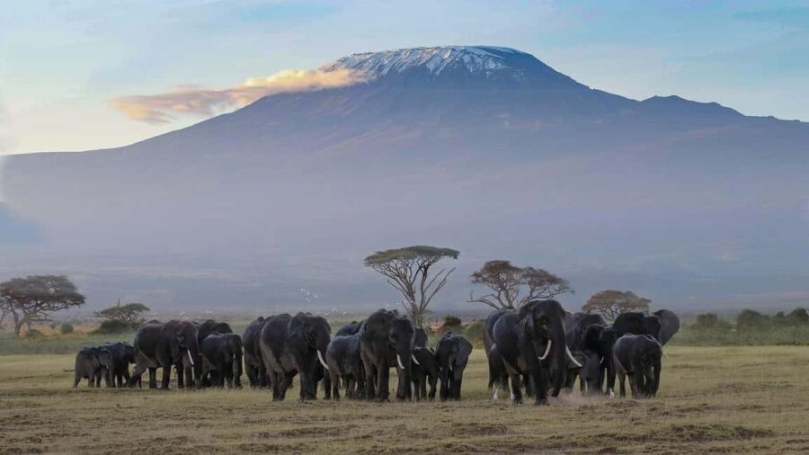 Nairobi: 3-Day Amboseli National Park Safari - What’s included and what’s extra