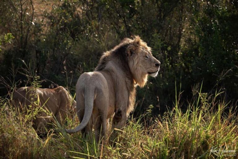 Nairobi: 3-Day Maasai Mara Safari with Accommodation - What’s Included and What’s Not