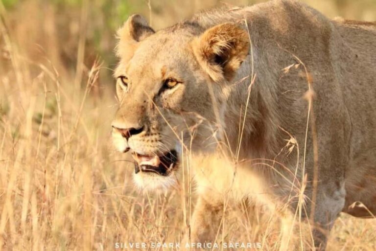 Nairobi: 3-Day Nakuru and Maasai Mara National Parks Safari - What’s Included and What’s Not