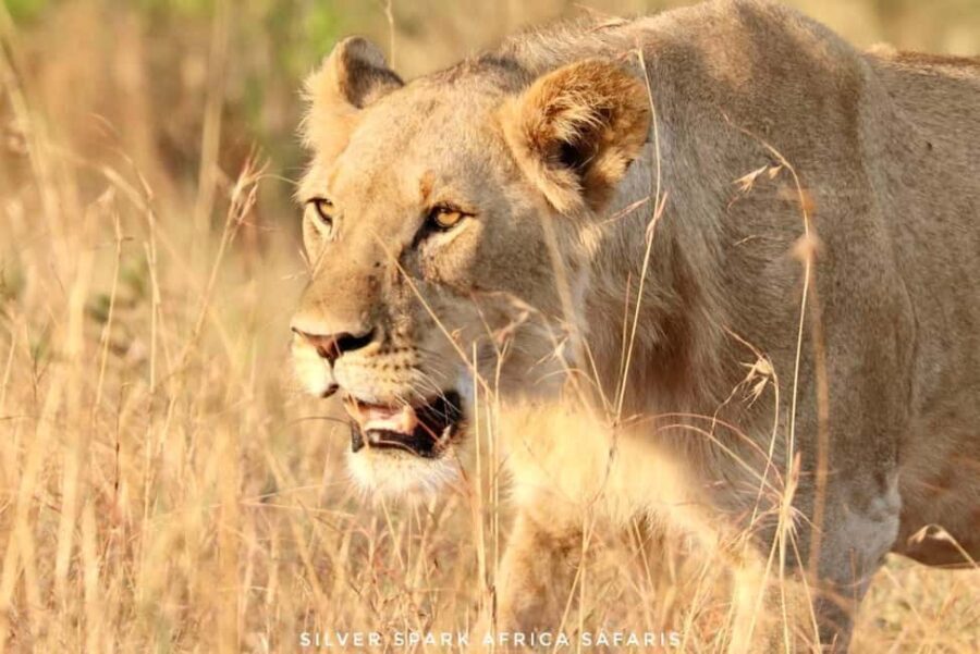 Nairobi: 3-Day Nakuru and Maasai Mara National Parks Safari - What’s Included and What’s Not