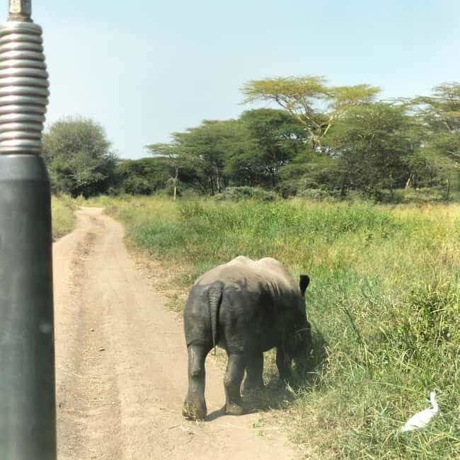 Nairobi: 3-Day Safari to Ol Pejeta and Ol Jogi Conservancies - Why You Should Consider This Tour