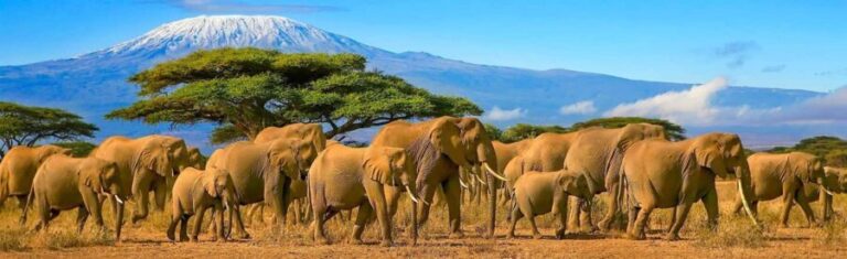 Nairobi: 4-Day Amboseli, Tsavo West and East Guided Safari - The Practical Side: Value, Comfort, and Flexibility