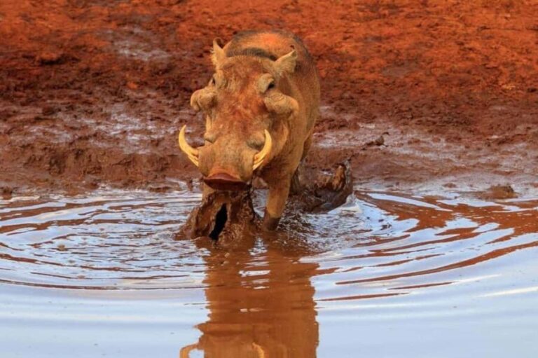 Nairobi: 4-Day Amboseli, Tsavo West &East Guided Safari - The Magic of Amboseli National Park