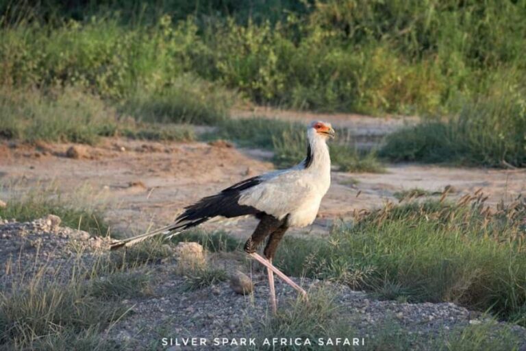 Nairobi: 4-Day Game Safari to Maasai Mara and Lake Naivasha - The Practicalities: Whats Included and Whats Not