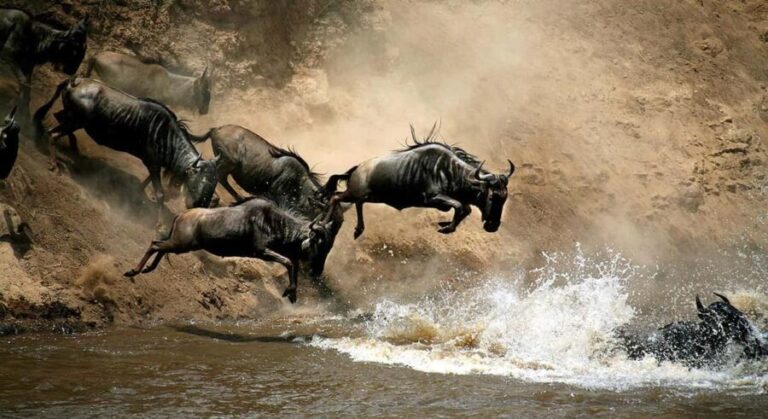 Nairobi: 4 Days Masai Mara & Lake Nakuru 4WD Camping Safari - Potential Drawbacks