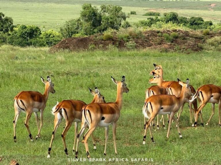 Nairobi: 5-Day Hells Gate, Lake Naivasha and Amboseli Parks - The Value Proposition