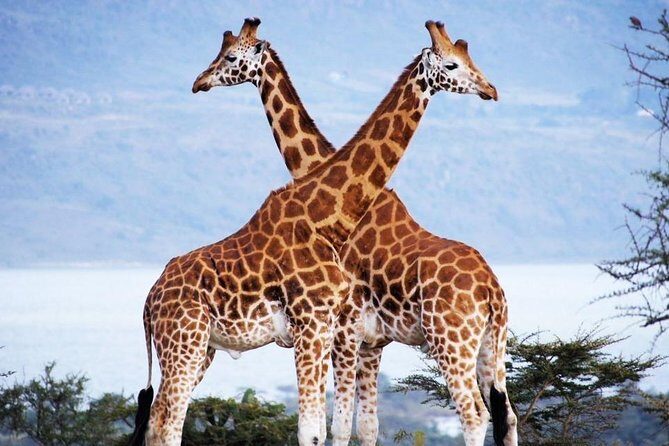 Nairobi Airport Layover Half Day Tour Nairobi National Park - Authentic Feedback from Past Travelers