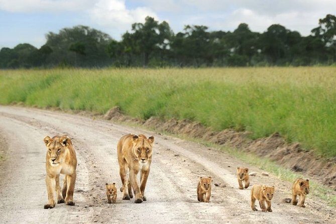 Nairobi Airport Layover Half Day Tour to Nairobi National Park - Authentic Encounters and Practical Tips from Travelers