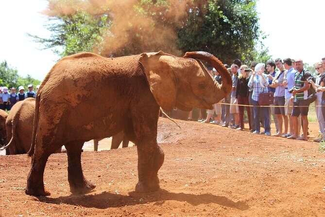 Nairobi Airport Layover : Tour Elephant Orphanage and Giraffe Center - Visiting the Elephant Orphanage (David Sheldrick Wildlife Trust)