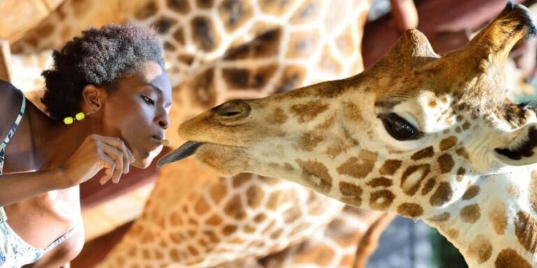 Nairobi Airport Layover:Tour Giraffe Center and Beads Center - The Itinerary: What You Can Expect