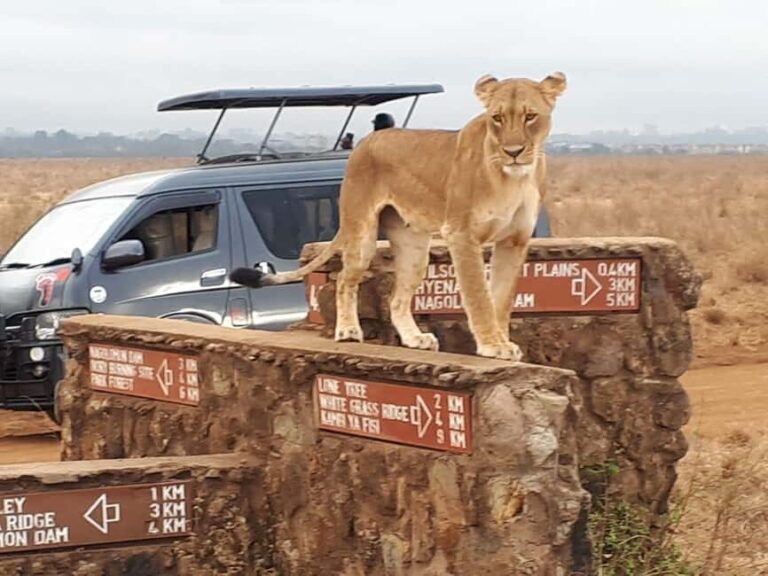 Nairobi Airport Layover:Tour Nairobi National Park with Fees - Who Will Love This Tour?