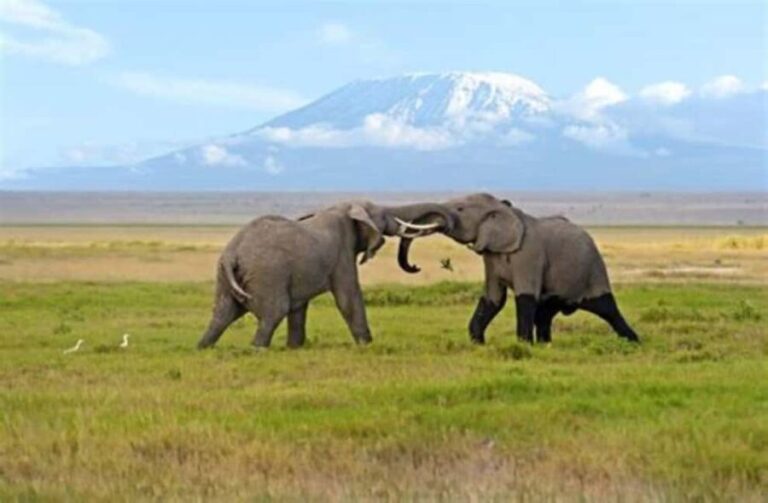 Nairobi: Amboseli National Park Day Tour with Lunch private. - What to Expect: A Classic Amboseli Experience
