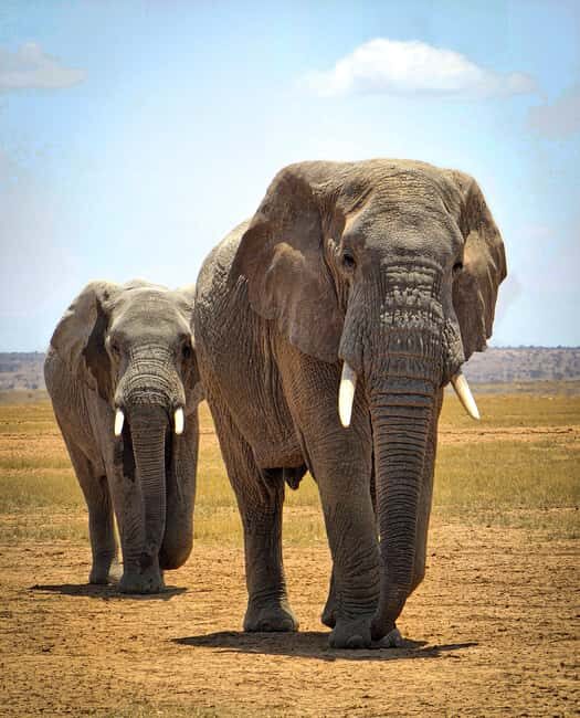 Nairobi: Amboseli National Park & Maasai Village Day Tour - The Practicalities