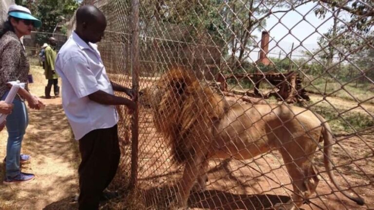 Nairobi Animal Orphanage, SafariWalk and Kenya Bomas Tour - Why This Tour is Worth Considering