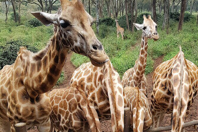 Nairobi city sights, Giraffe Encounters and Bomas Kenya Tour - FAQ
