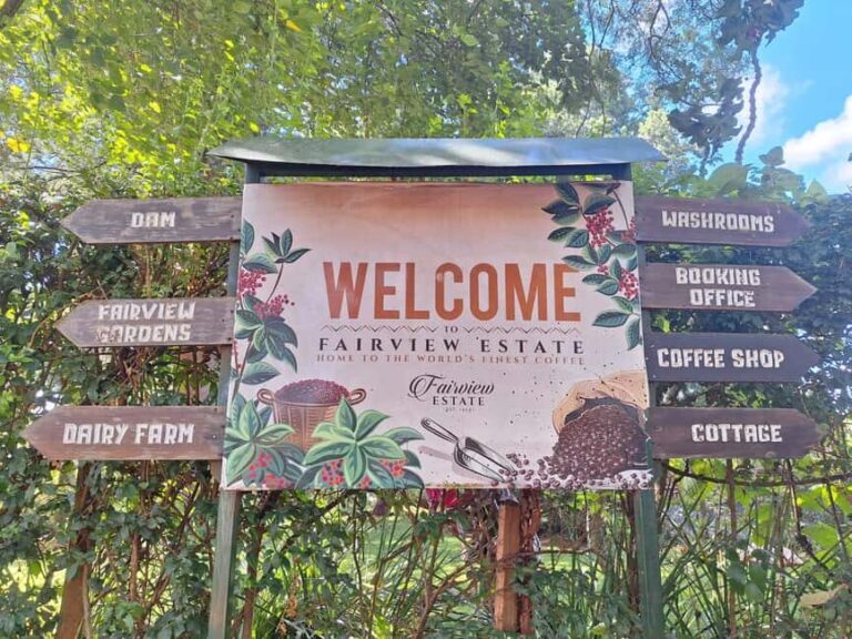 Nairobi Coffee Farm and Factory Tour - What to Expect from Your Coffee Tour