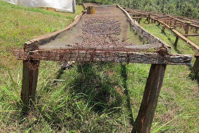 Nairobi Coffee Farm and Factory Tour - A Closer Look at What You’ll Experience